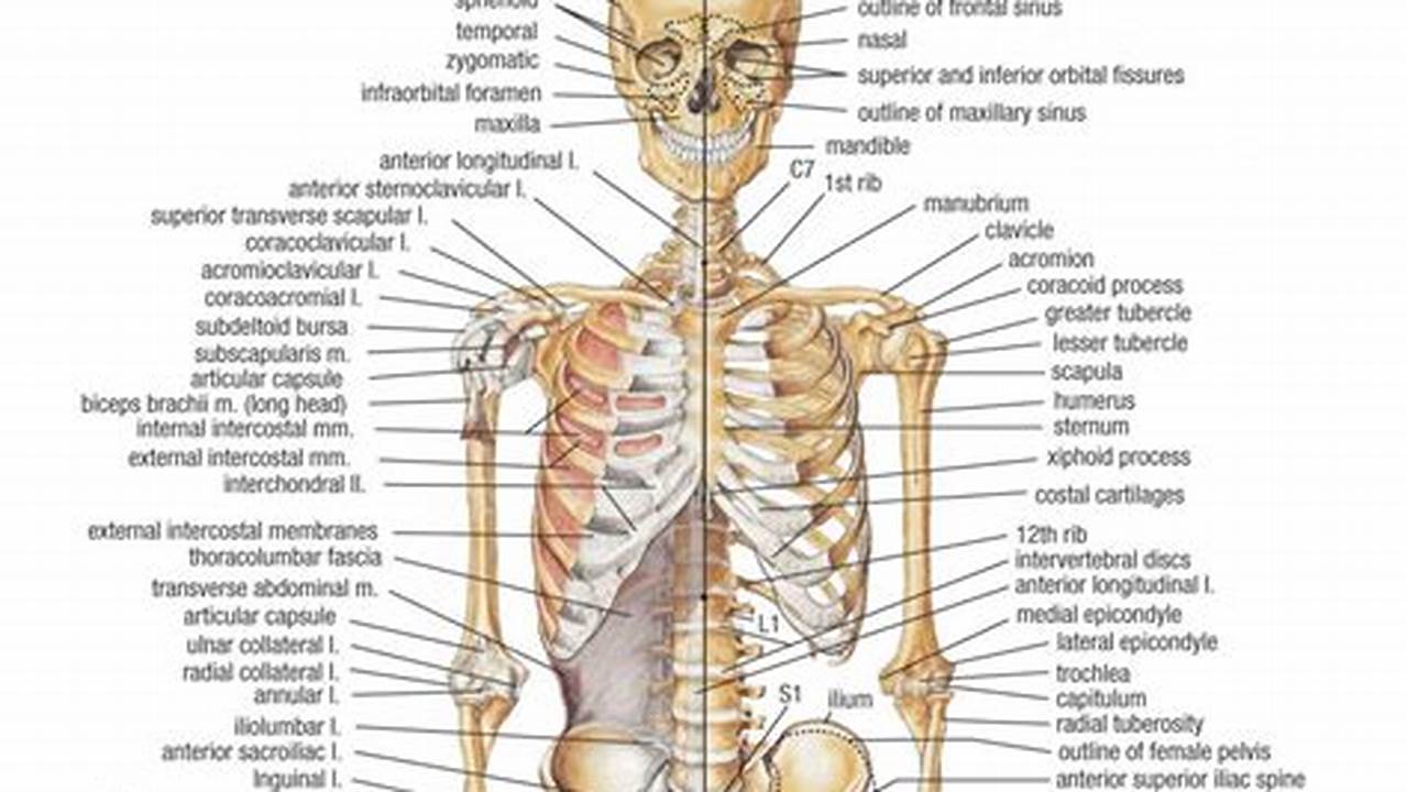 Anatomi Kompleks, Gambar