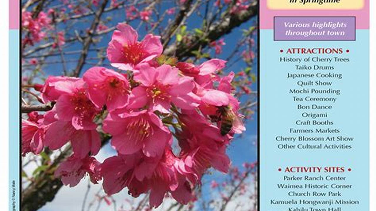 And Celebrate Waimea’s Annual Blooming Of Its Historic Cherry, 2024