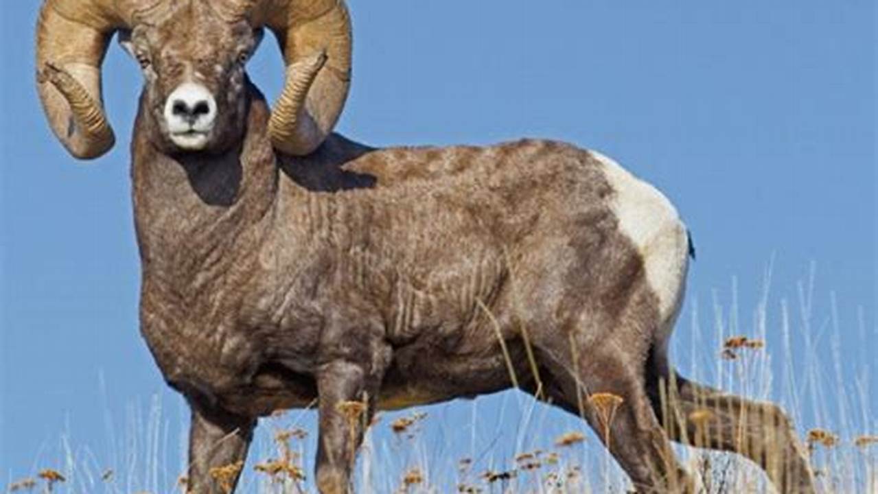 And Northwestern Mexico, The Desert Bighorn Sheep Is Known For Its Ability To Adapt To Harsh, Arid Environments., Images