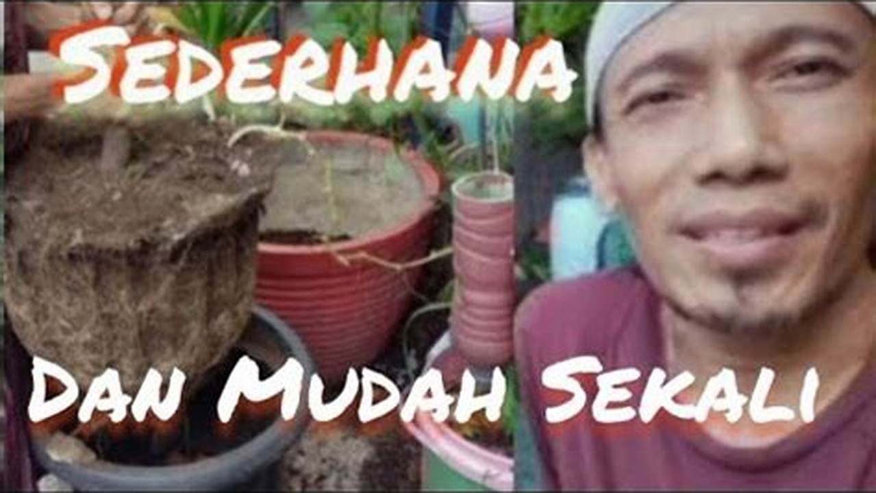 Anda Pun Bisa Menggunakan Pot Yang Lebih Besar., Pohon