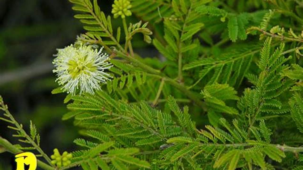 Angico (Anadenanthera Colubrina), Plantas
