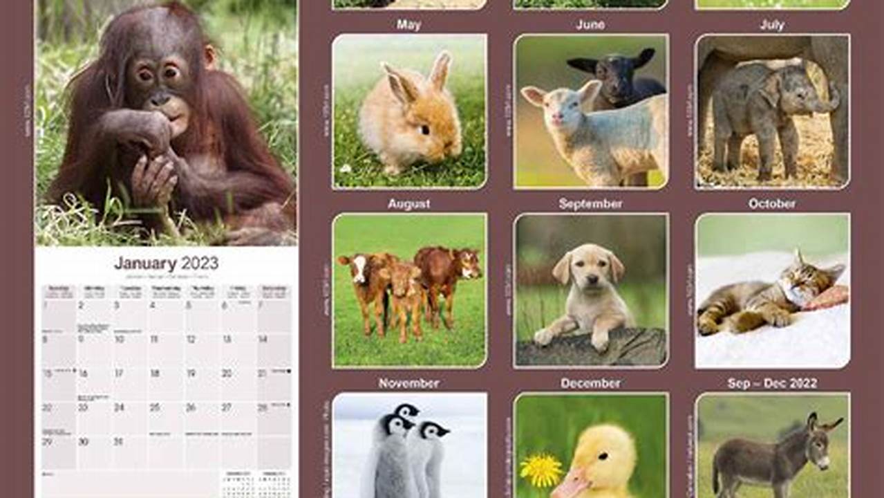 Animal Rescue Calendar 2024
