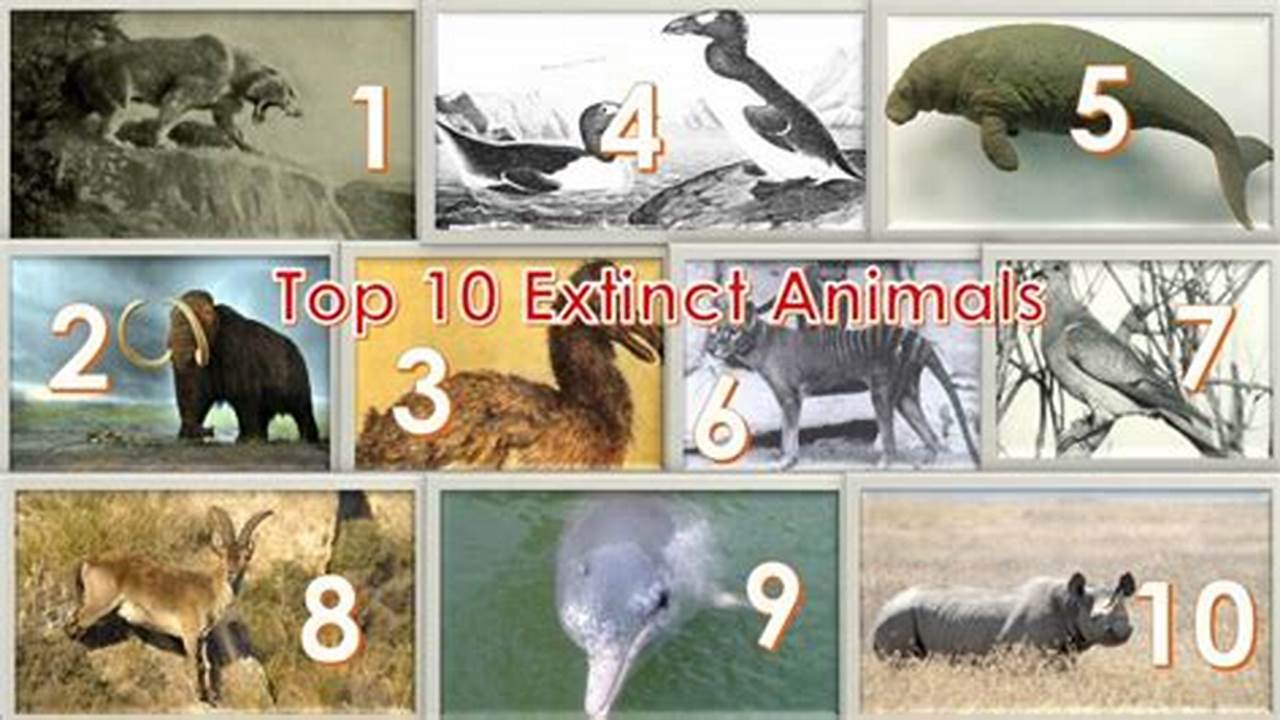 Animals That Will Be Extinct In 2024