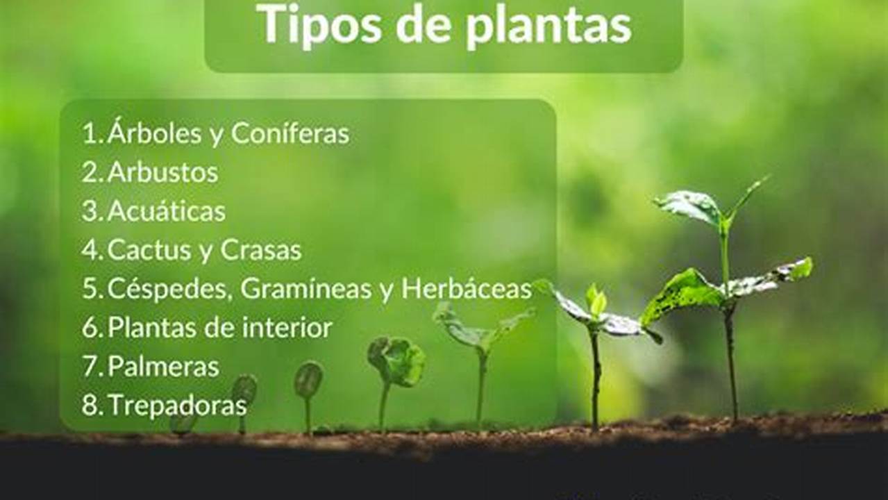 Aprende Sobre Diferentes Tipos De Plantas., Plantas