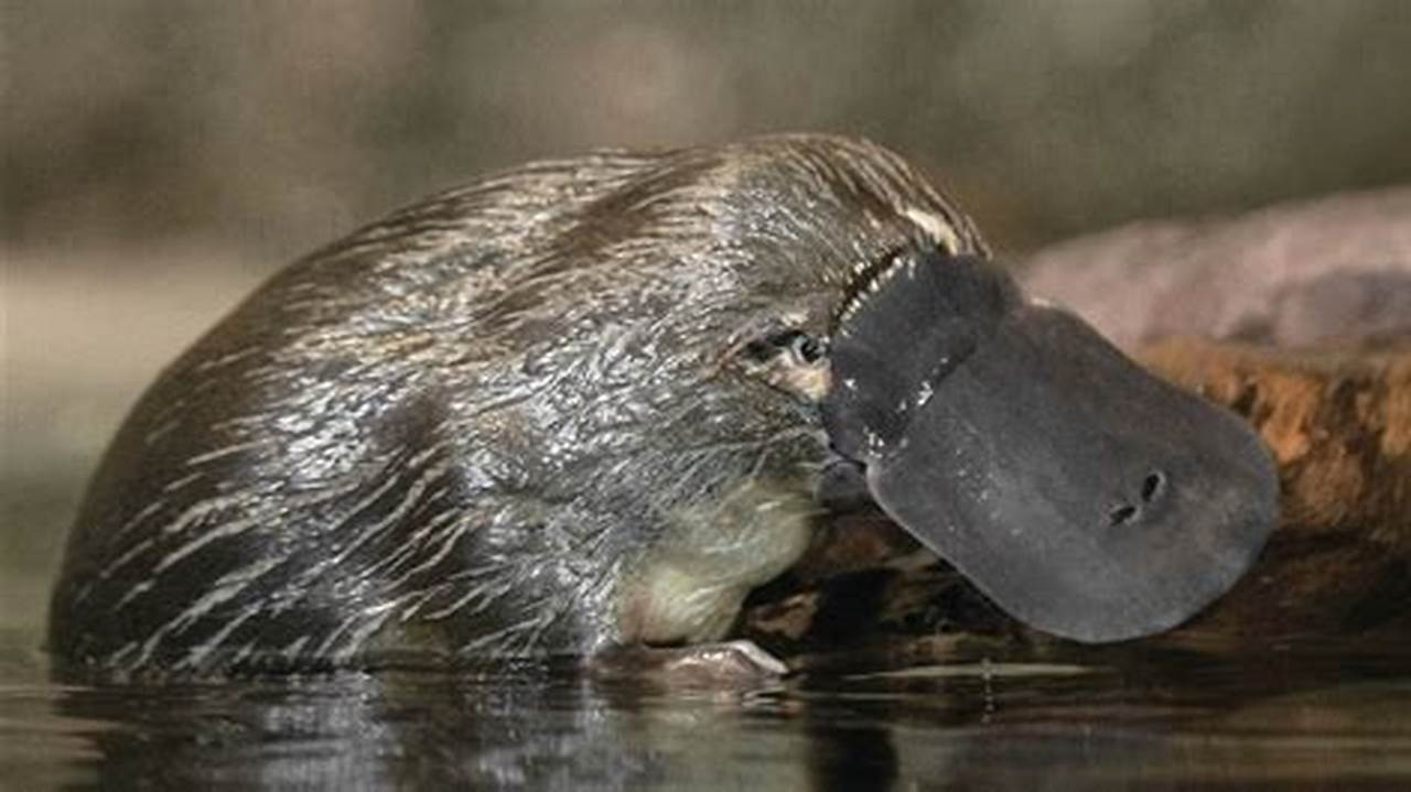 Are Platypus Endangered 2024