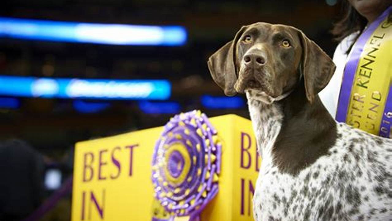 As America&#039;s Oldest Organization Dedicated To The Sport Of Dogs, The Westminster Kennel Club Has Given Animal Lovers An Excuse To Drop Everything, Grab., 2024