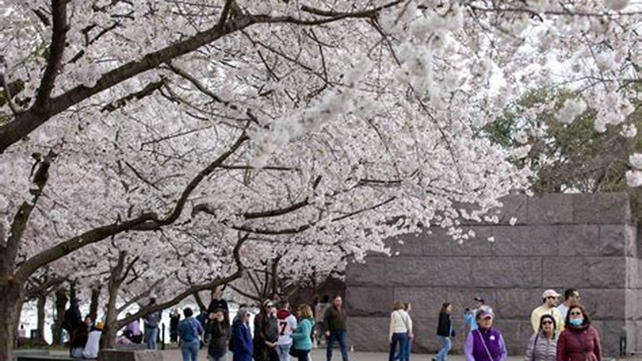 As Of March 13, 2024, The Cherry Blossoms Are Still Brown Buds., 2024