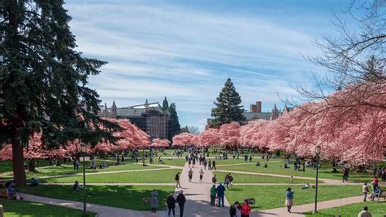 As The Cherry Blossoms Start To Bloom All Of Seattle Comes Alive—And Nowhere More Than The U District!, 2024