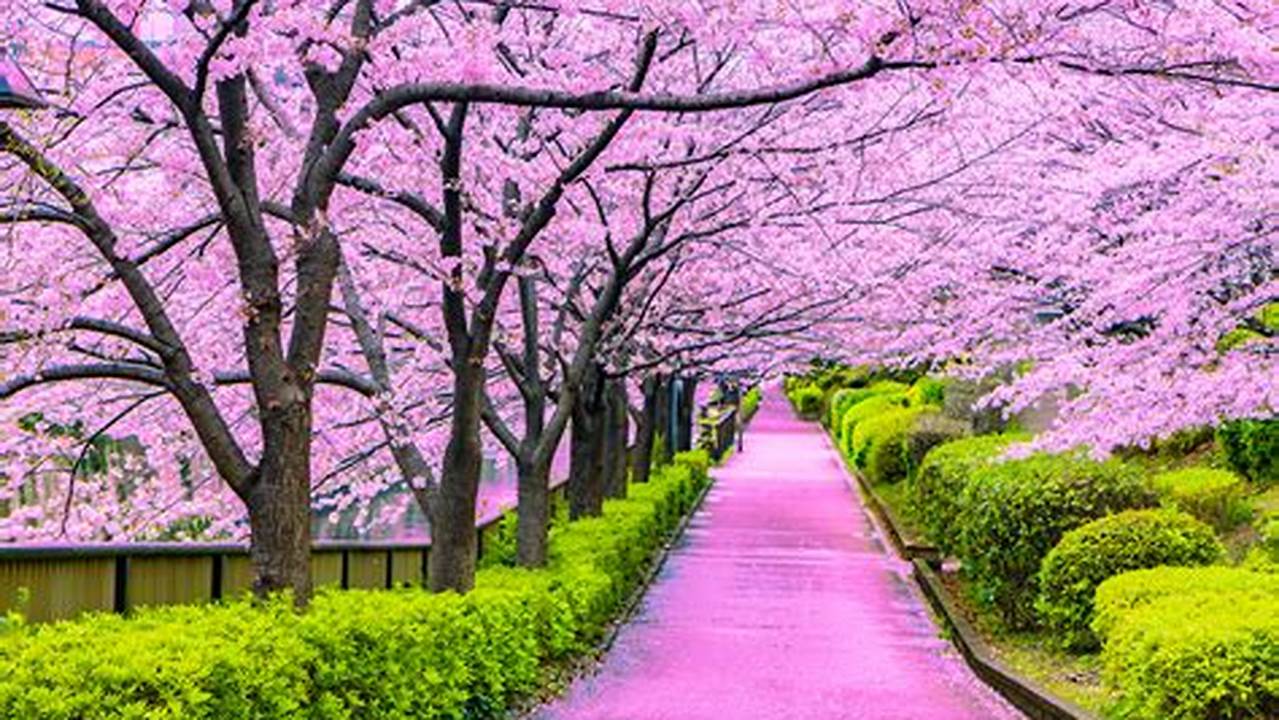 As You Can See Above, Tokyo’s Cherry Blossom Trees Are Expected To Be In Full Bloom (Mankai) By The End Of March, According To The New 2024 Cherry Blossom Forecast From The Japan Meteorological Corporation ( Jmc)., 2024