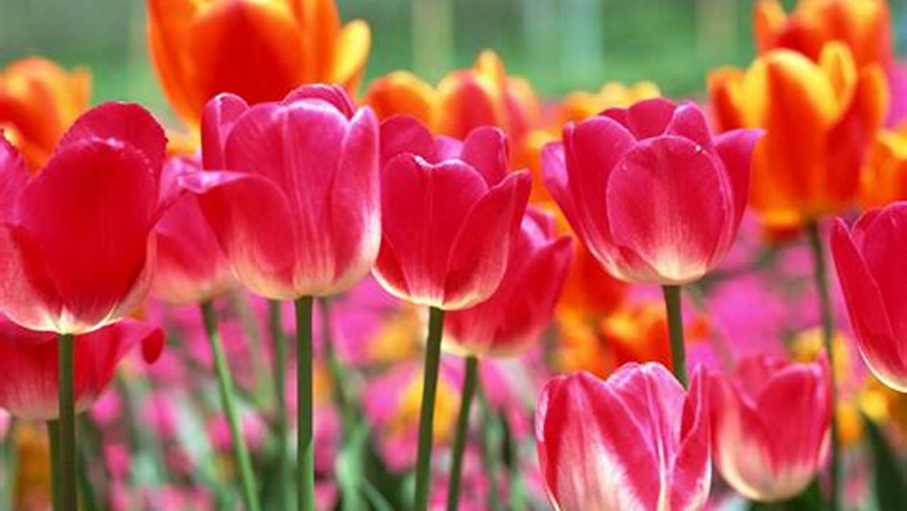 Sejarah Tulip: Ungkap Asal dan Rahasia Bunga yang Memesona