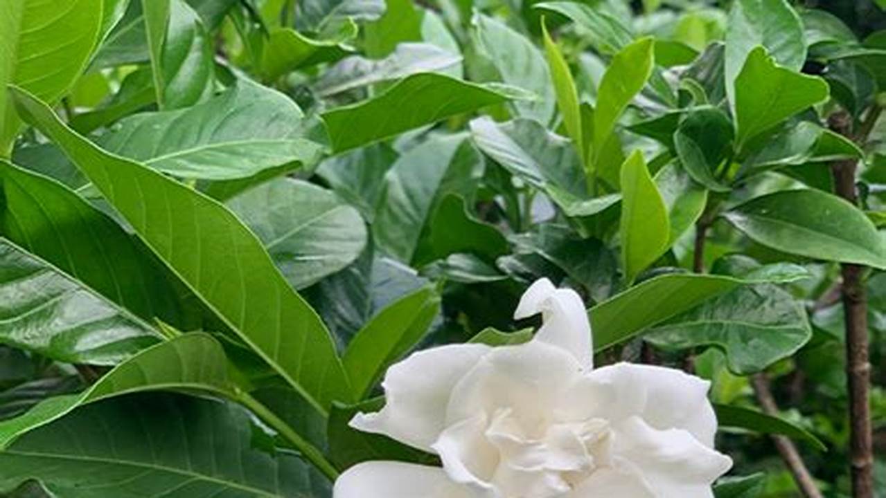 Asal dan Sejarah Gardenia yang Menakjubkan: Penemuan dan Wawasan Baru