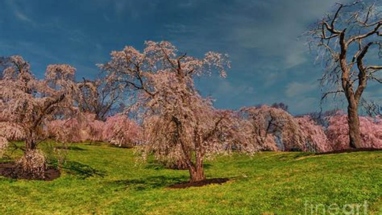 Ault Park Cherry Blossoms 2024au