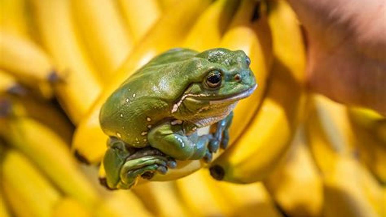 Australian Green Tree Frog Disappears From Sydney Backyards As An Army Of Volunteers With Smartphones Help Identify Frogs In Peril., 2024