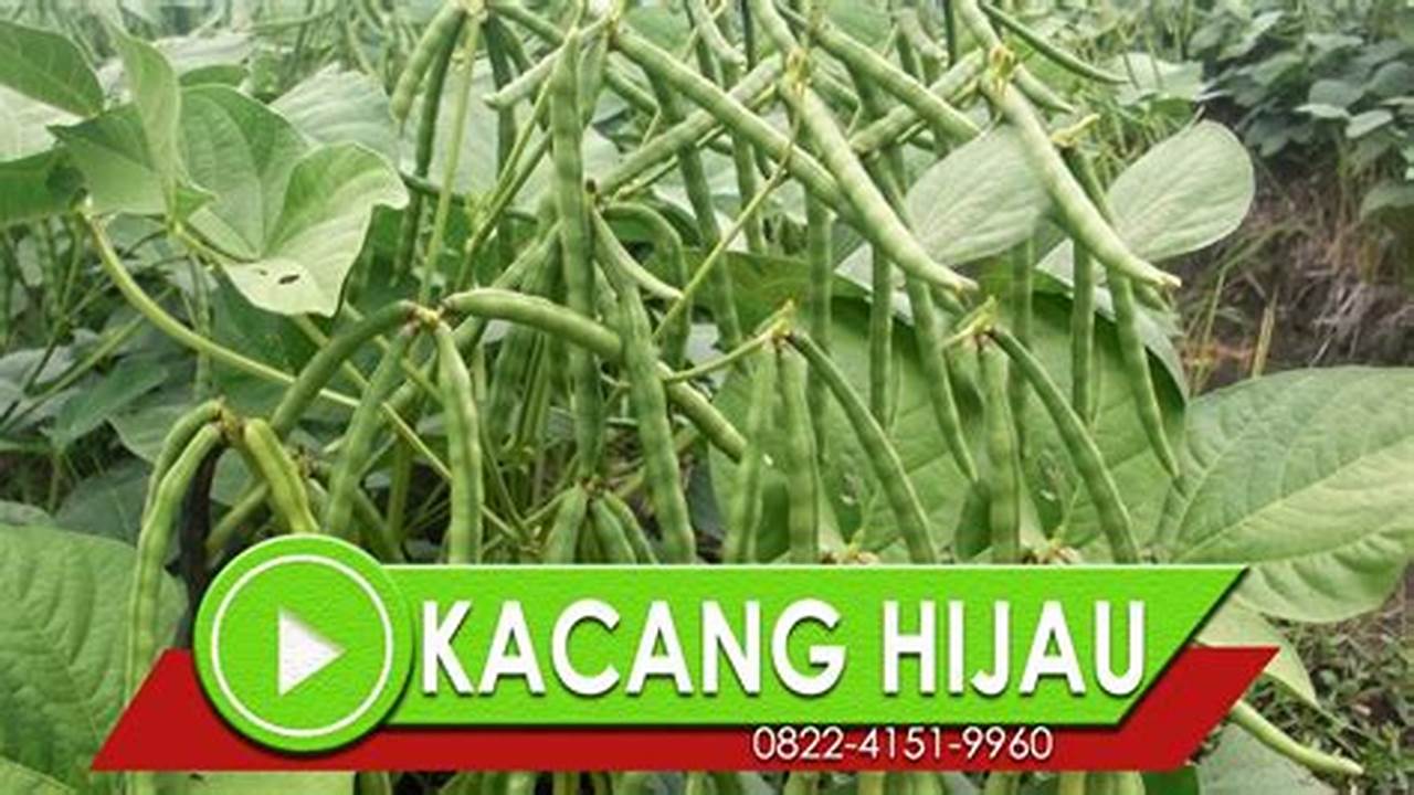 Bagaimana Cara Bercocok Tanam Pohon Kacang Hijau (Kacang Ijo) Dari Biji Sampai Panen, Berikut Tips Membudidayakan Kacang Hijau Yang Bisa Anda Ikuti, Pohon