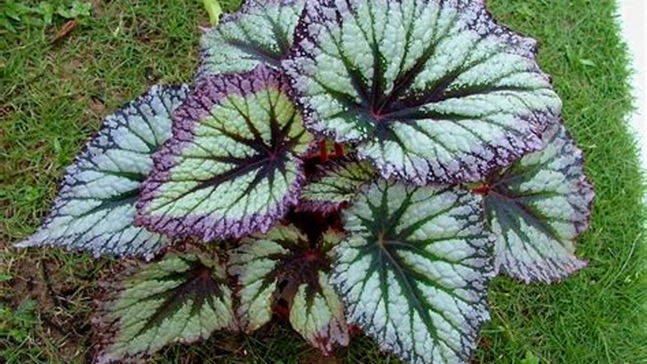 Temukan Rahasia Begonia: Tanaman Hias Spektakuler yang Siap Memikat Anda