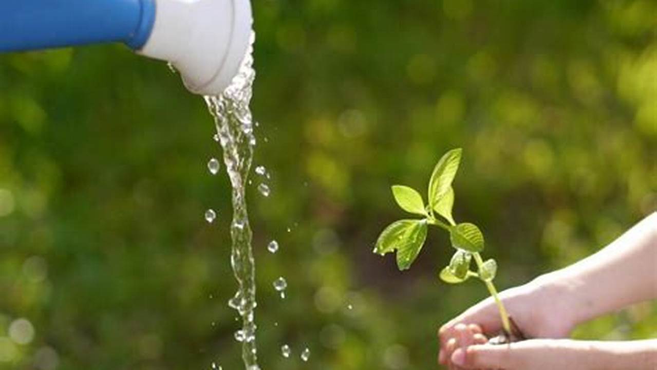 Benefícios De Reutilizar A água Da Piscina Para Regar Plantas, Plantas