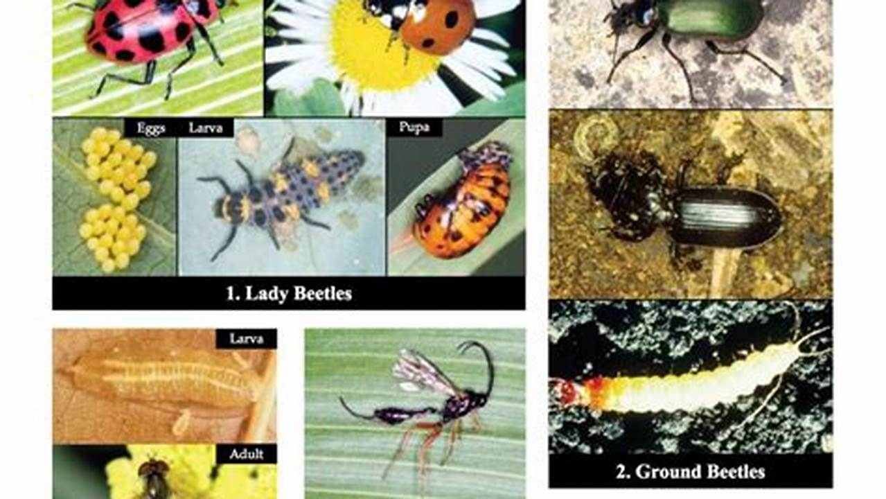 Beneficial Insects, Farming Practices