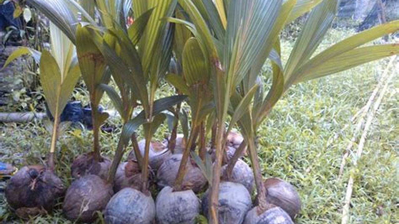 Berikit Ini Adalah Cara Menanam Pohon Kelapa Dan Tipsnya Mulai Dari Iklim, Ketinggian, Dan Perawatan Pohon, Pohon