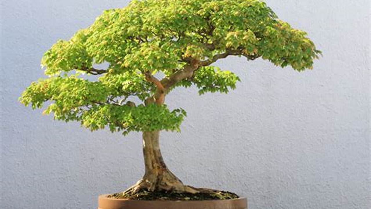 Berikut Adalah Beberapa Cara Merawat Bonsai Pohon., Pohon