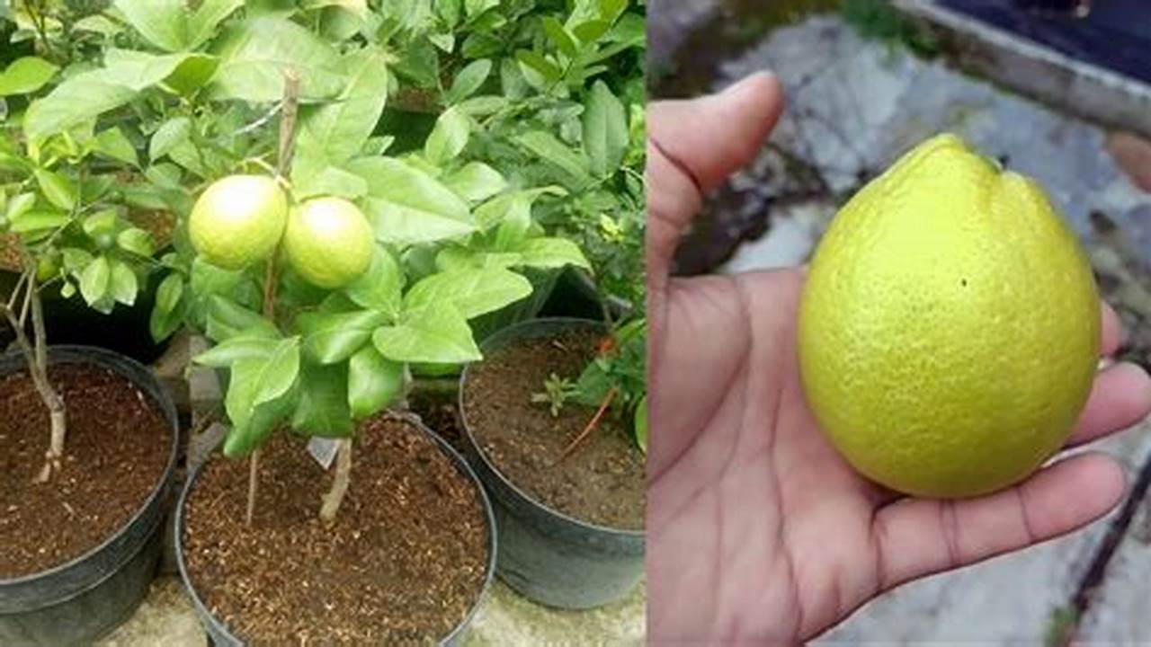 Berikut Cara Menanam Lemon Untuk Produksi Yang Optimal., Pohon