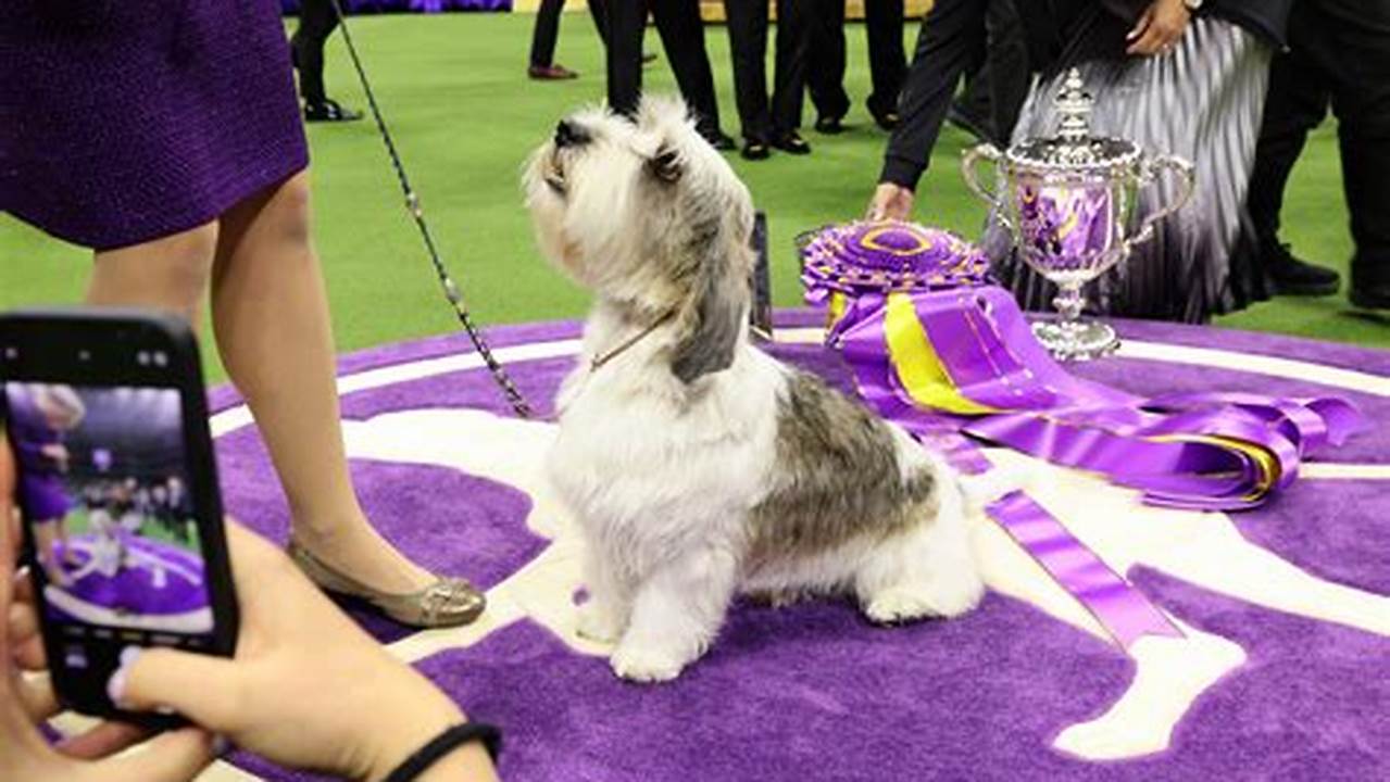 Best In Show Westminster Dog Show 2024