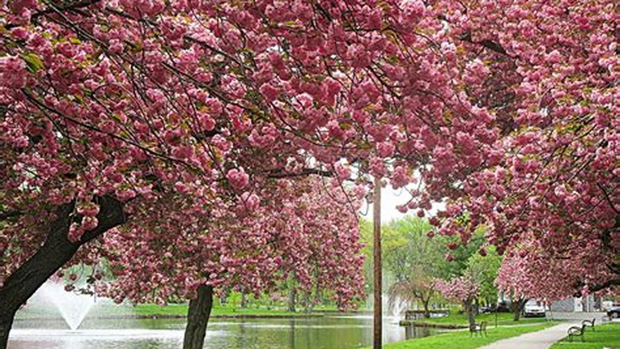 Best Time To See Cherry Blossoms In New Jersey., 2024