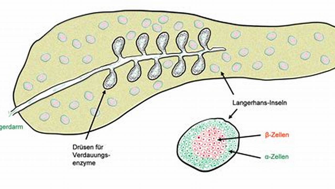 Beta-Zellen, Wo