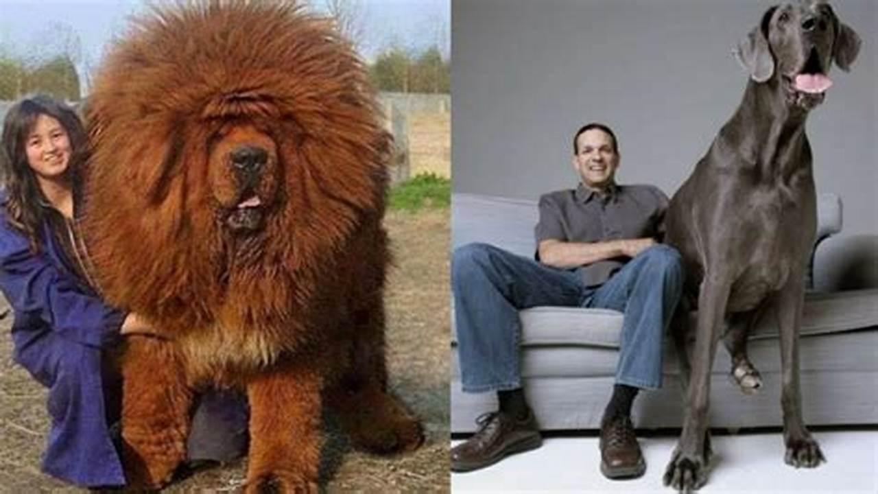 Biggest Dog In The World 2024