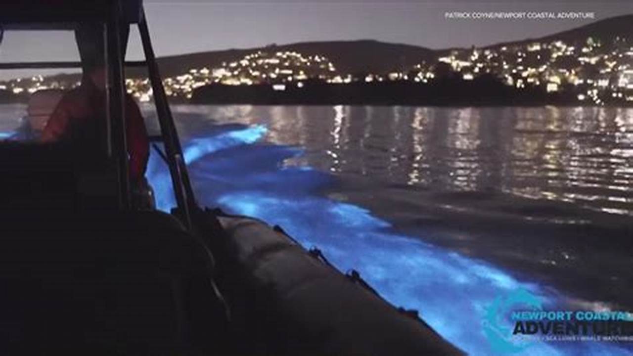 Bioluminescent Waves 2024 Schedule San Diego