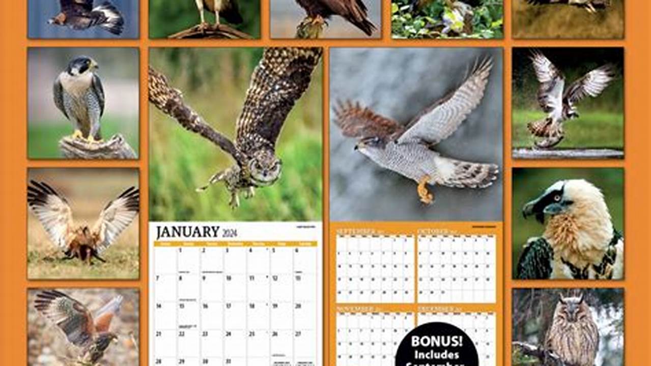 Birds Calendar 2024