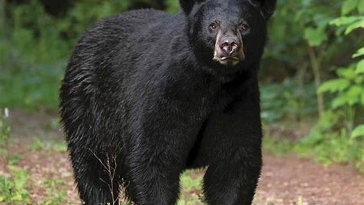 Black Bear 2024