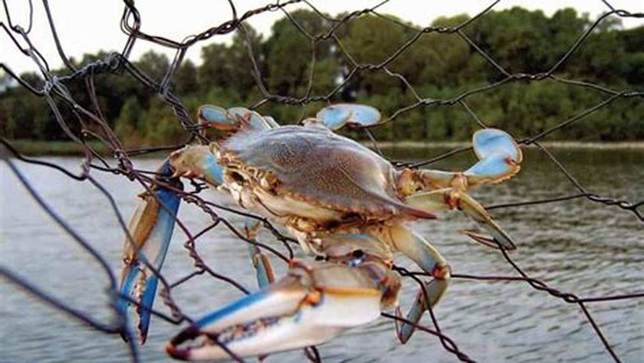 Blue Crab Season Virginia 2024