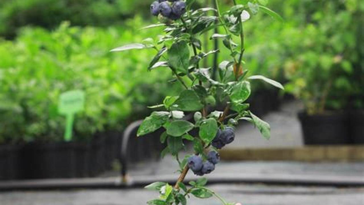 Tips for Growing Blueberry Plants In Pots in Your Plant Idea Garden
