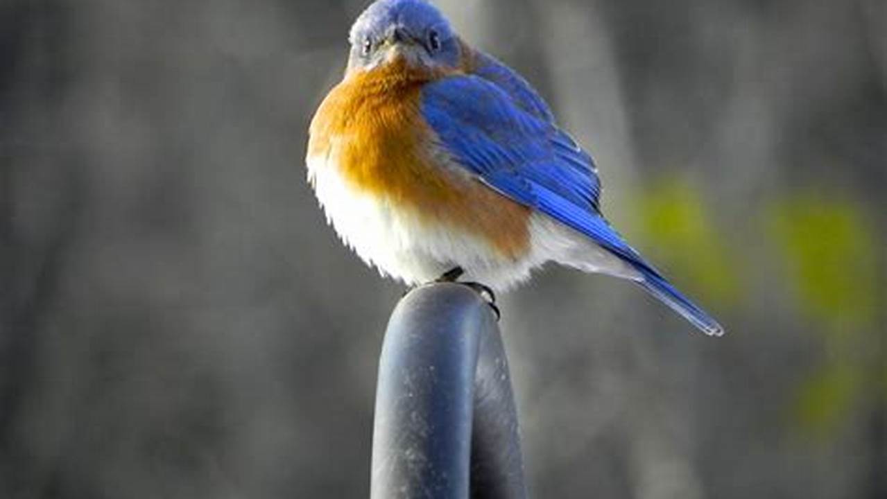 Bluebirds Are A Sign Of Spring;, 2024