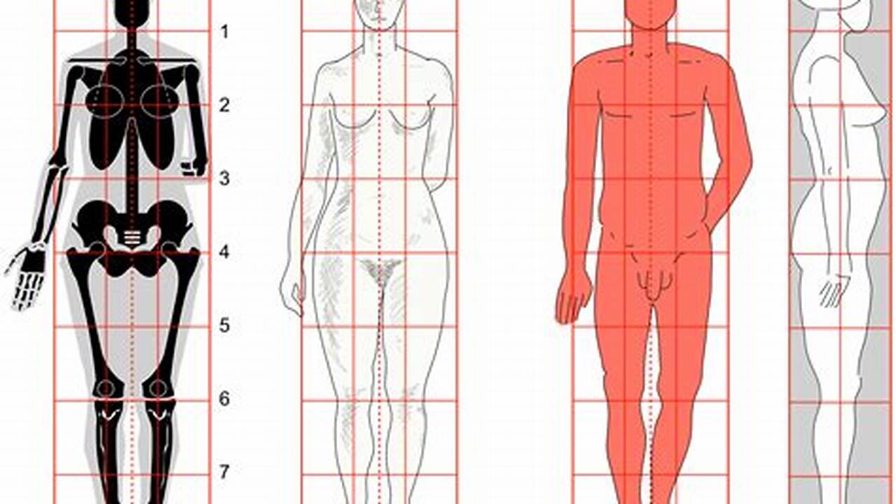 Body Proportions, Free SVG Cut Files