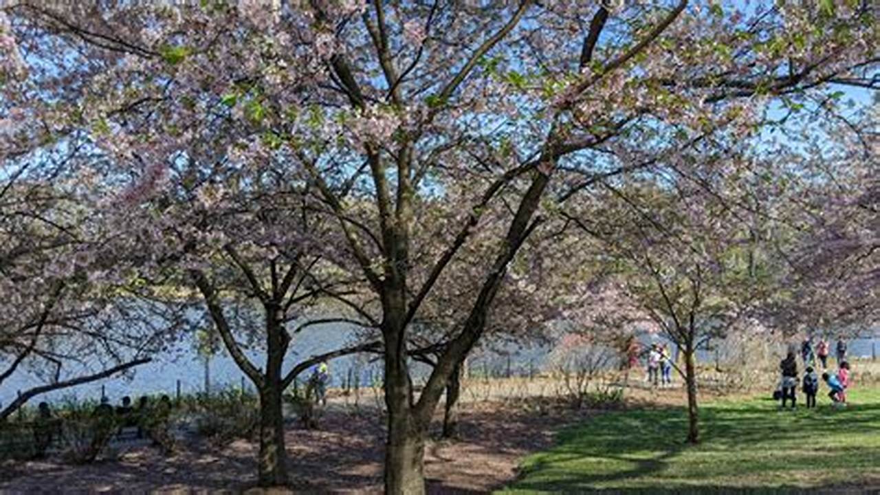 Branch Brook Cherry Blossom 2024