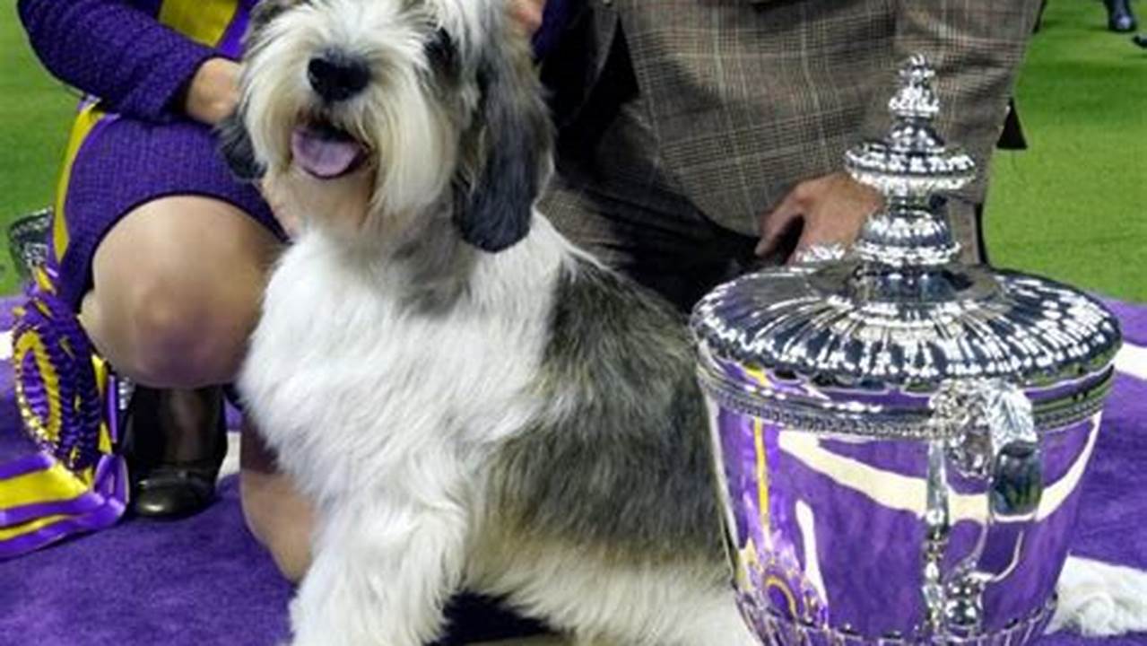 Buddy Holly, The Petit Basset Griffon Vendeen, Winner Of The Hound Group Competes At The 147Th Annual Westminster Kennel Club Dog Show At Arthur Ashe Stadium On May 8, 2023 In New York City., 2024