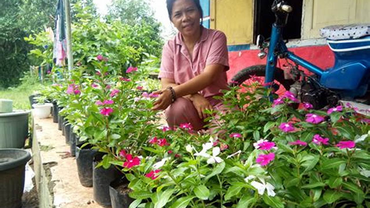 Budidaya Tanaman Tapak Dara