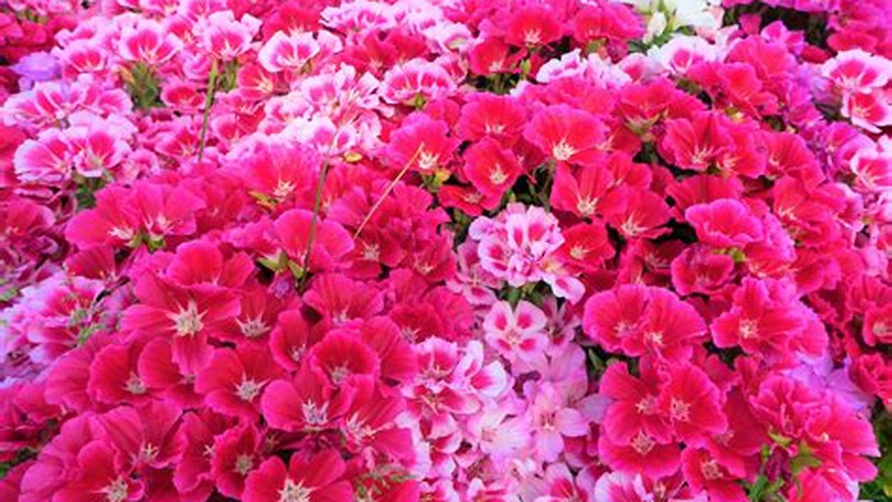 Bunga Berwarna-warni, Tanaman Obat Keluarga