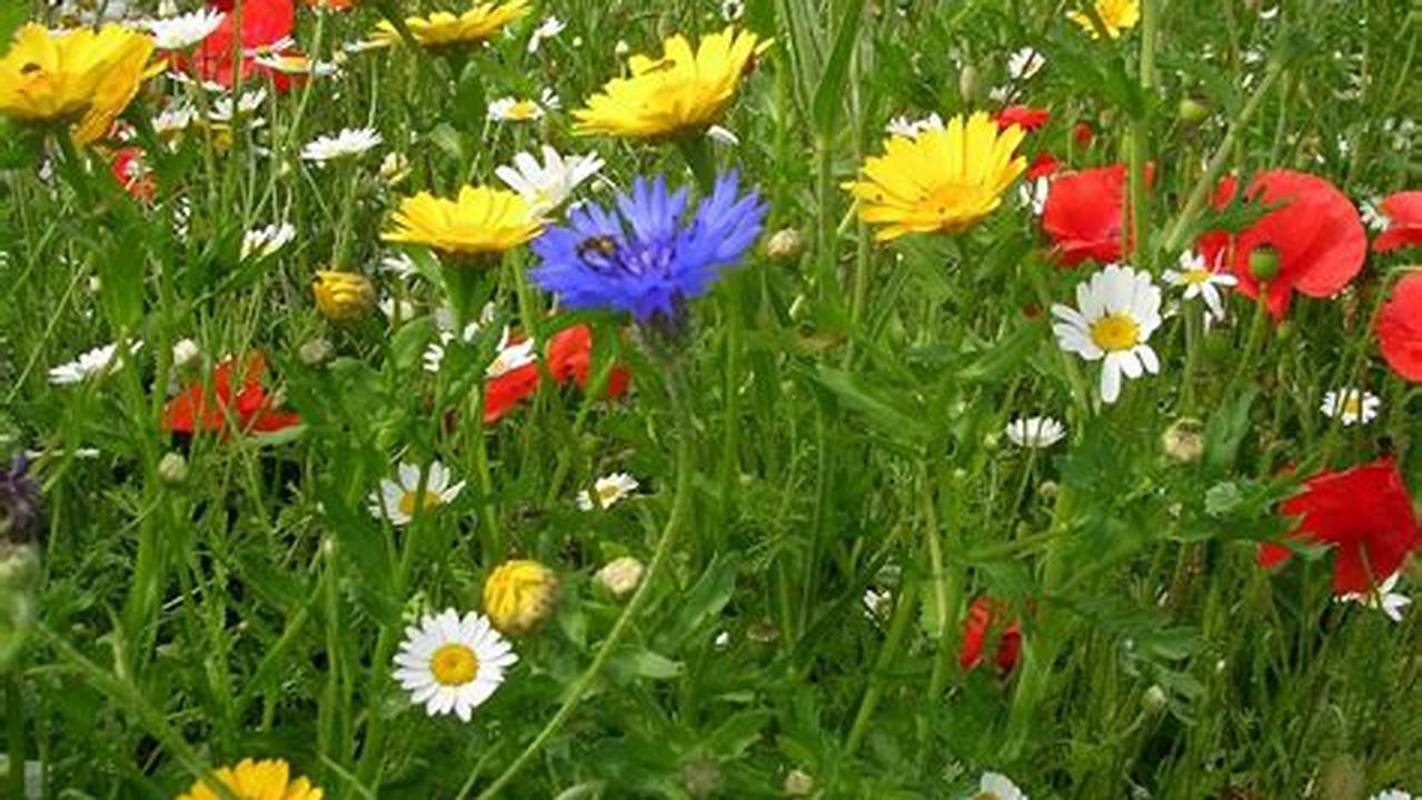 Buy Quality, Native Wildflower Seeds Online From The Uk&#039;s Number 1 Supplier., Images