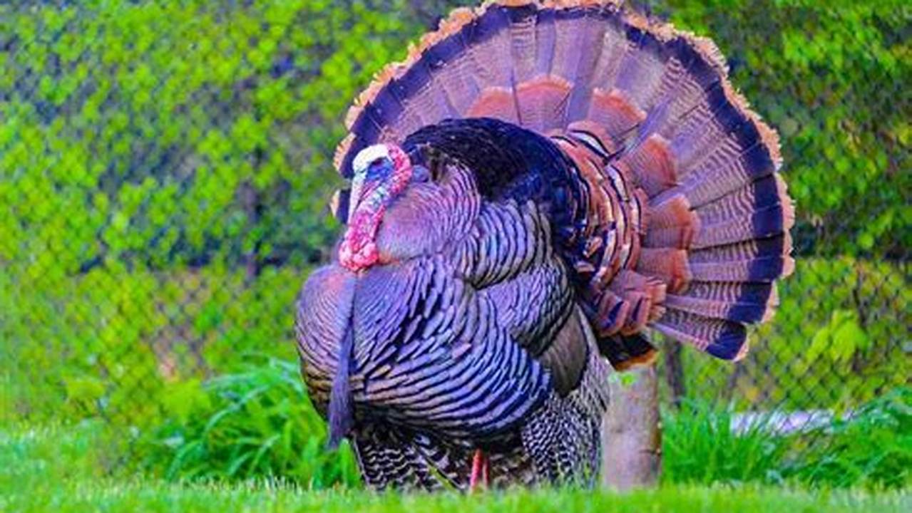 Ca Spring Turkey Season 2024