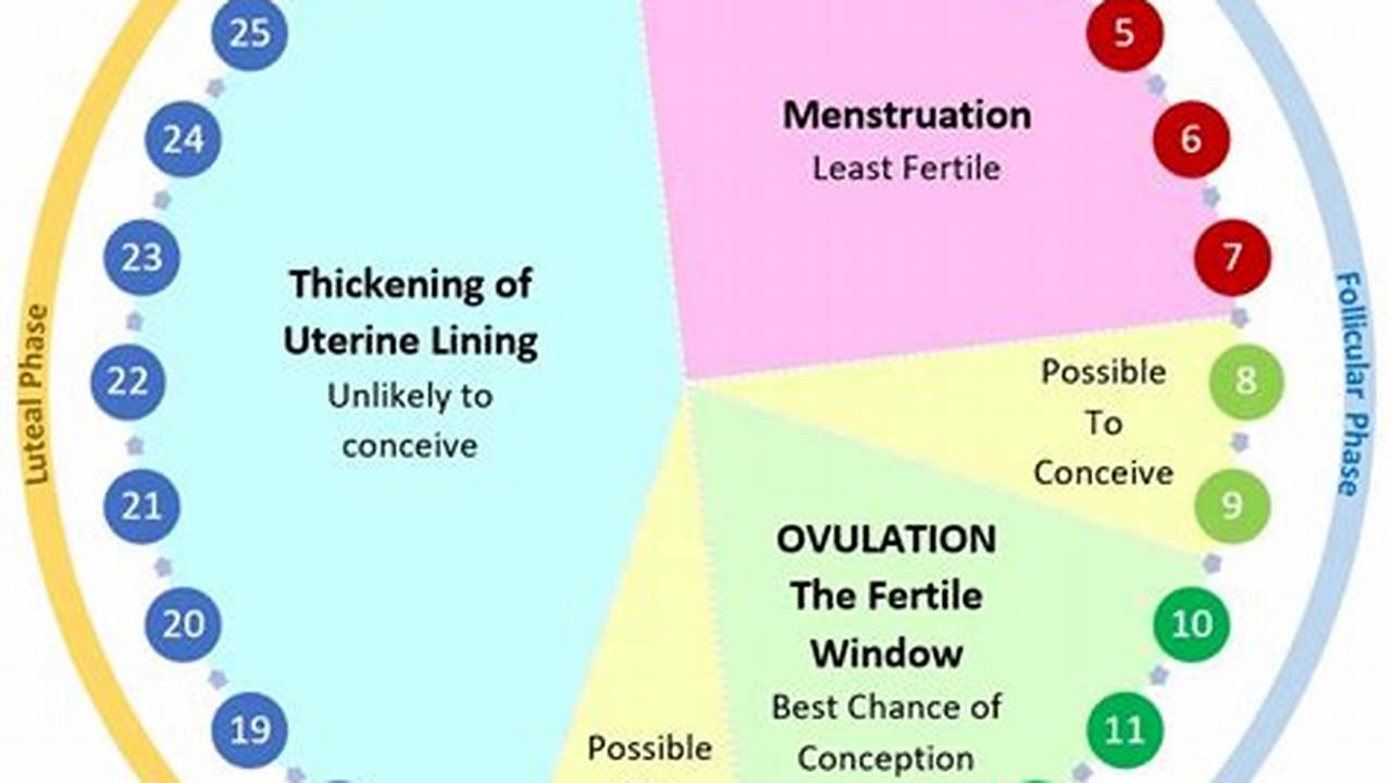 Calendar Method Of Menstrual Cycle