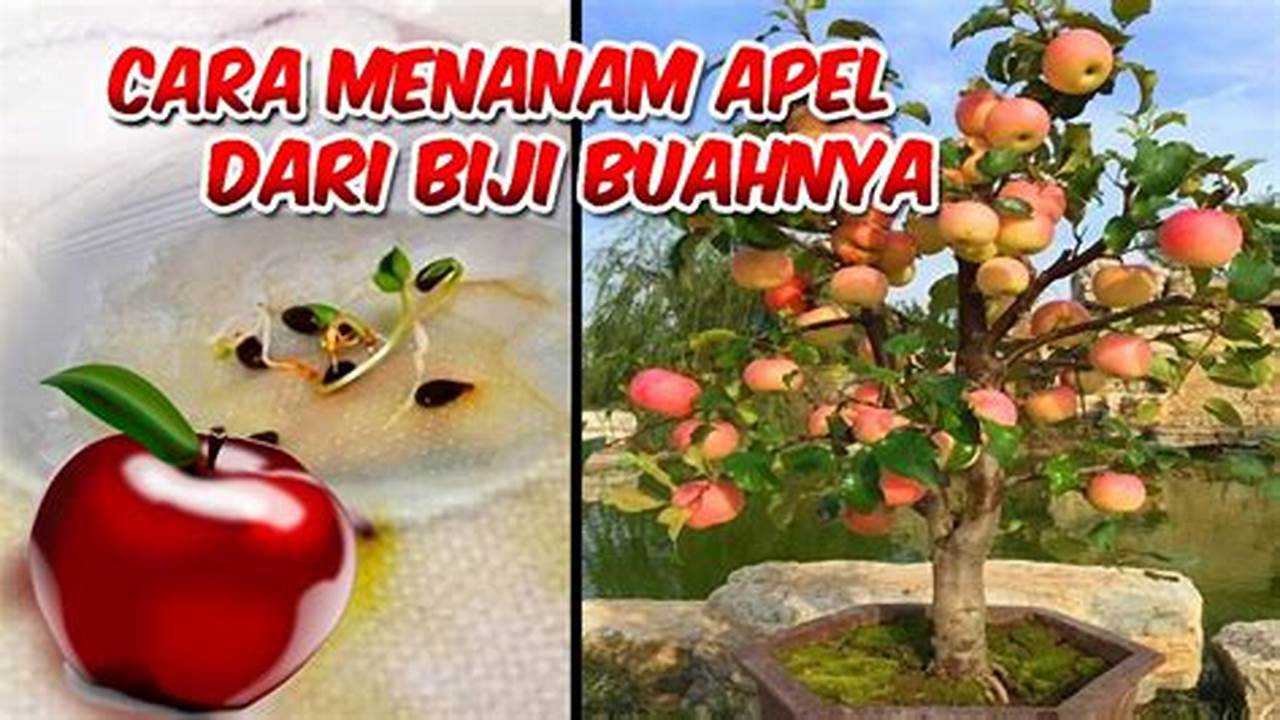 Cara Menanam Apel Dari Biji Yang Pertama Adalah Memilih Benih Yang Unggul Dan Berkualitas Agar Bisa Menghasilkan Pohon Apel Yang Sehat Dan., Pohon