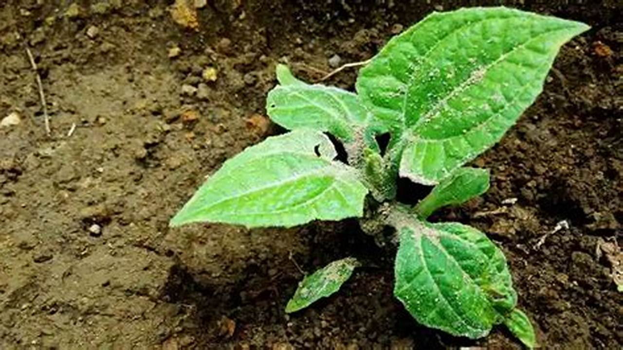 Cara Menanam Tanaman Daun Insulin Di Pekarangan