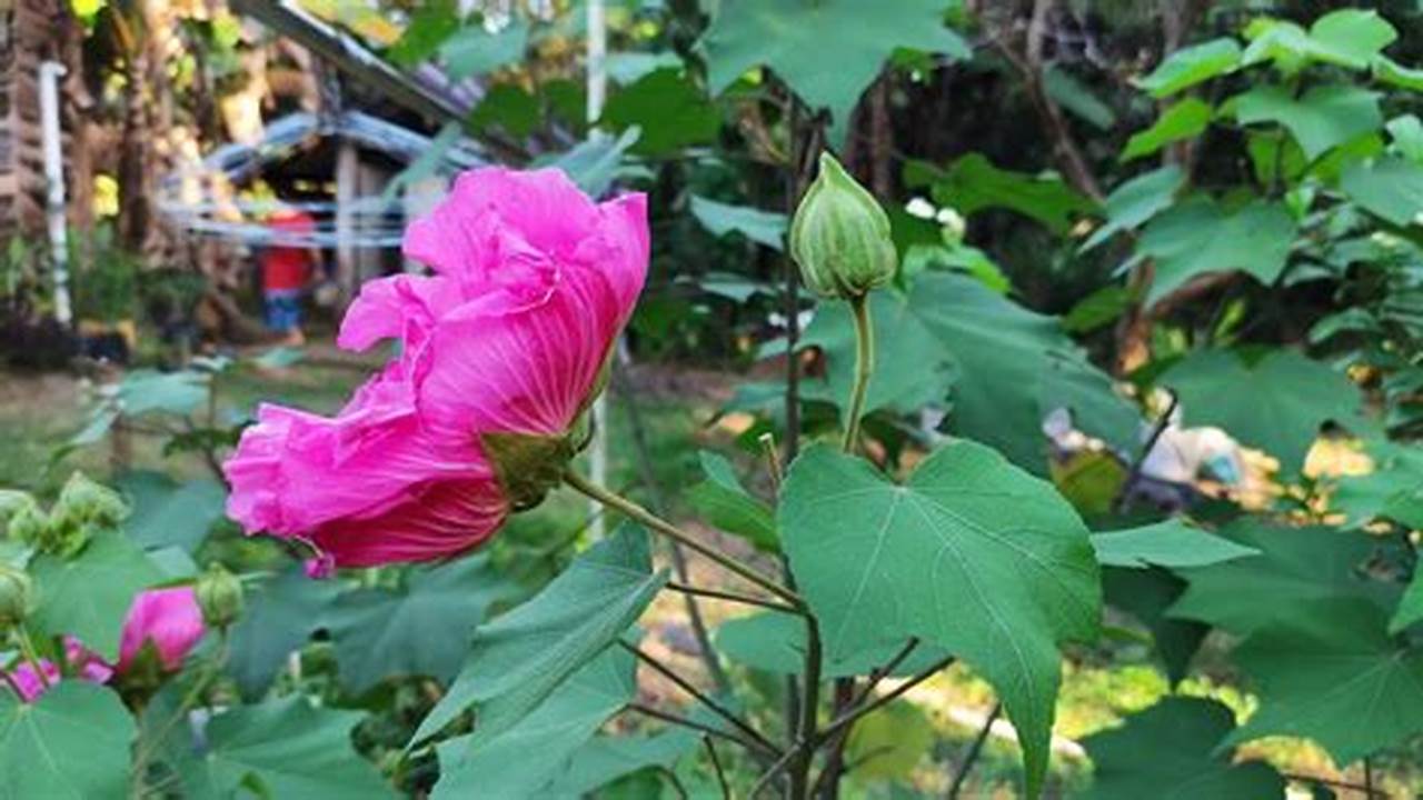 Rahasia Menanam Waru Landak: Bunga Berubah Warna, Manfaat Luar Biasa