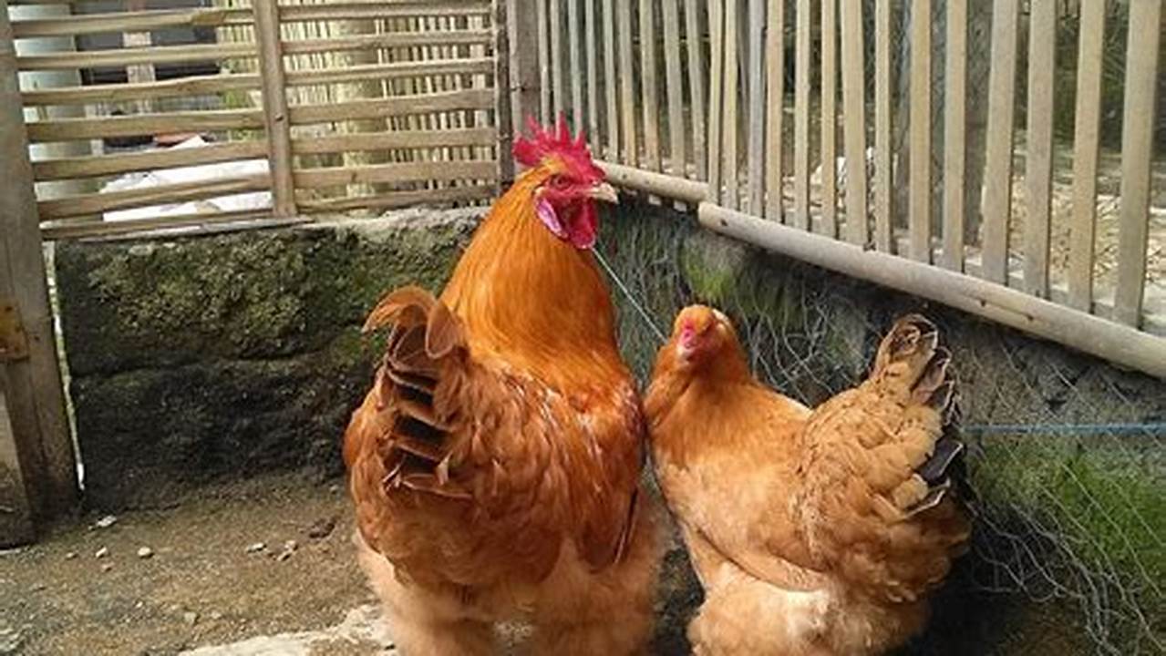 Cara Praktis Merawat Ayam Giant Cochin untuk Pemilik Ayam Hias