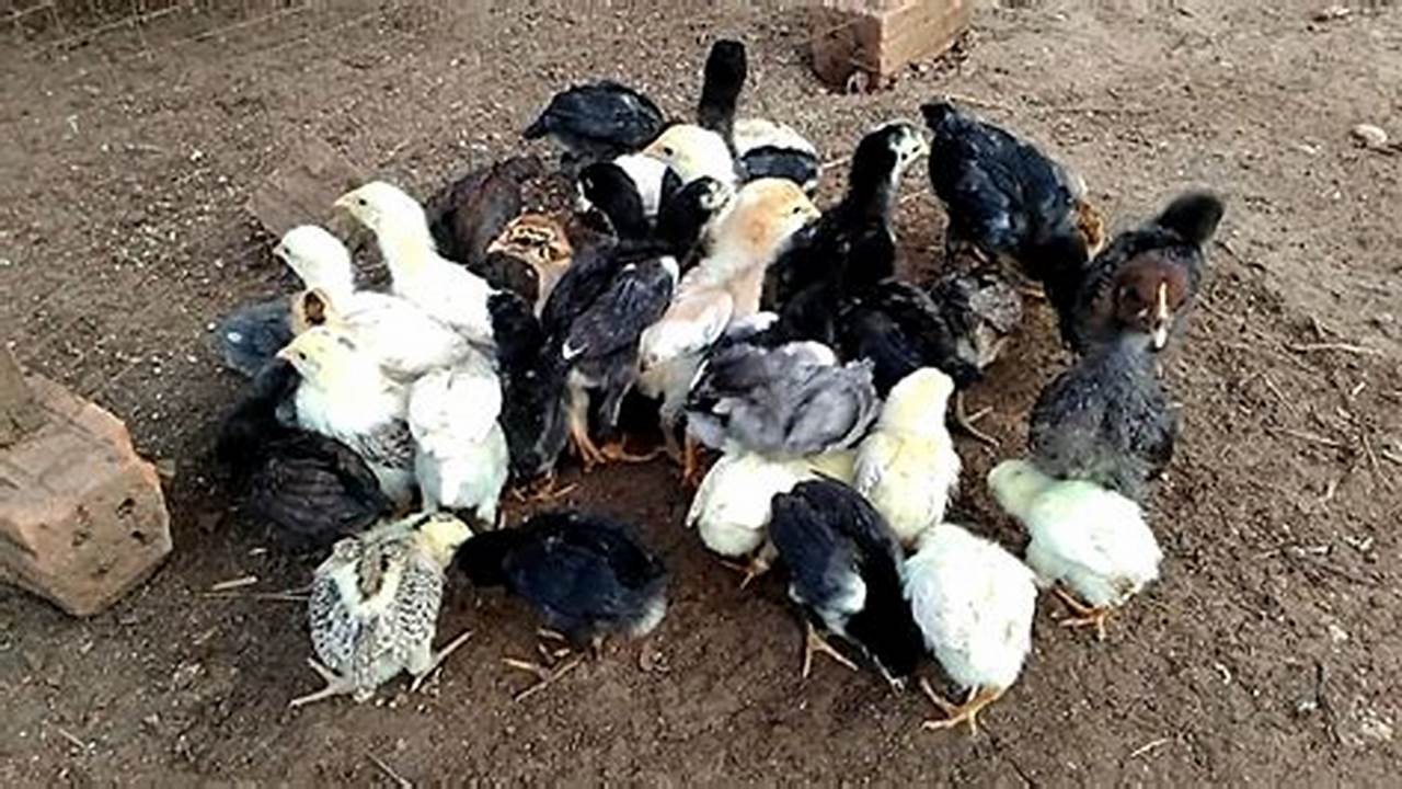 Panduan Lengkap Perawatan Ayam Kampung Super untuk Pemula