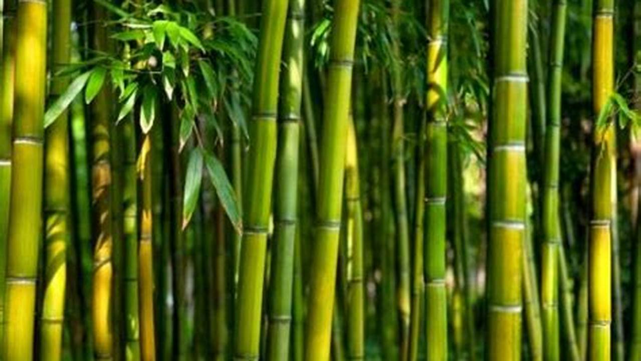 Cara Memilih Bambu Muda, Resep4-10k