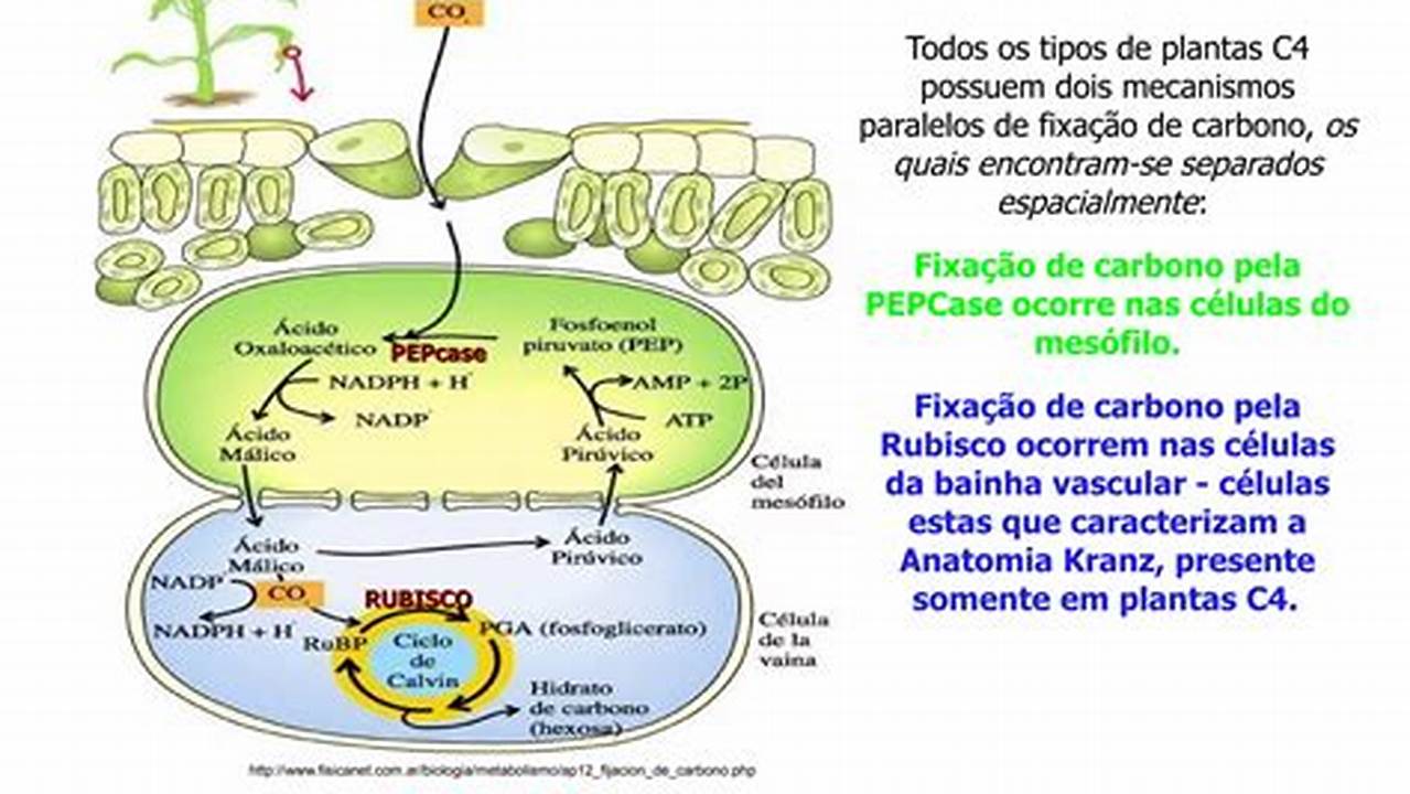 Características Únicas Das Plantas C3, C4 E CAM, Plantas