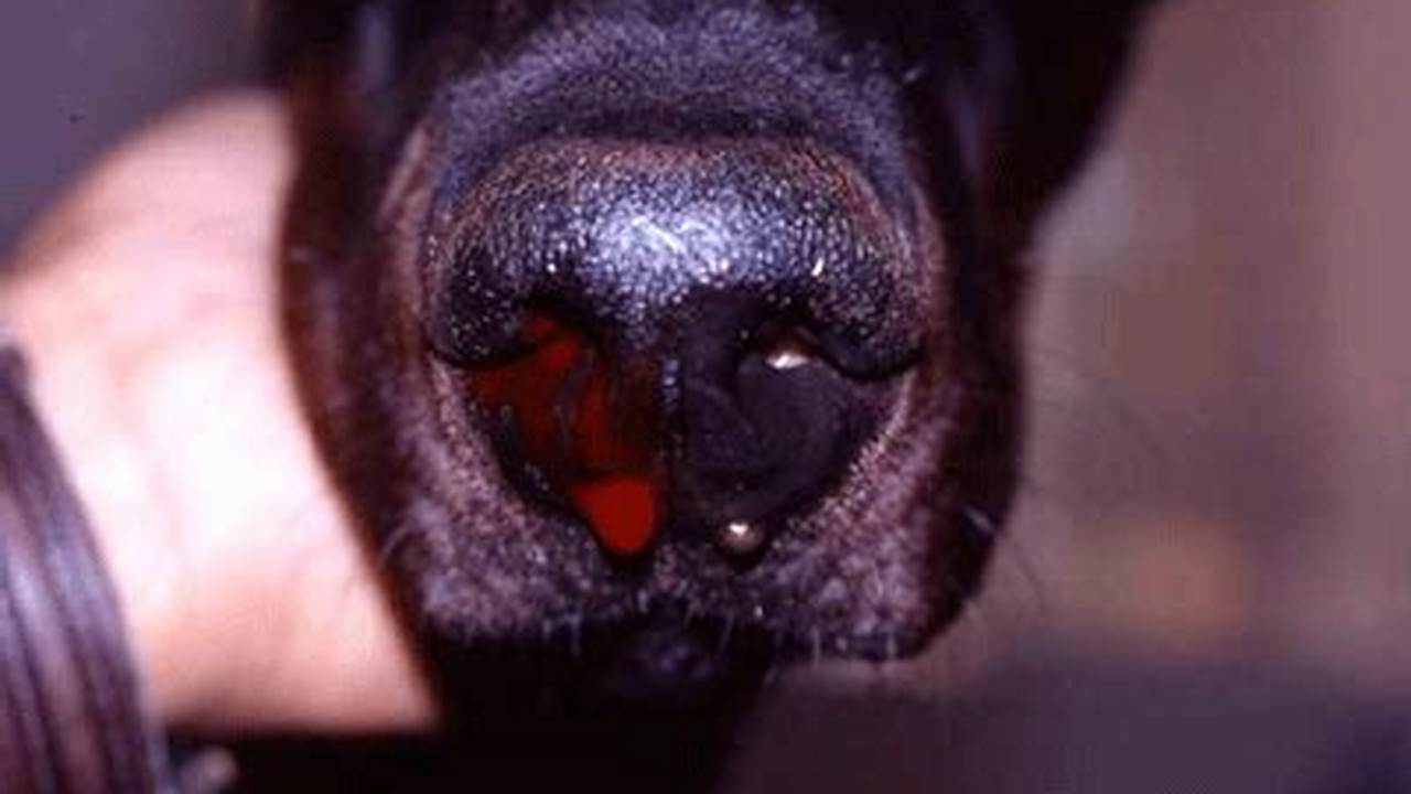 Causas Comunes De Sangrado Nasal En Perros, Buen Perro